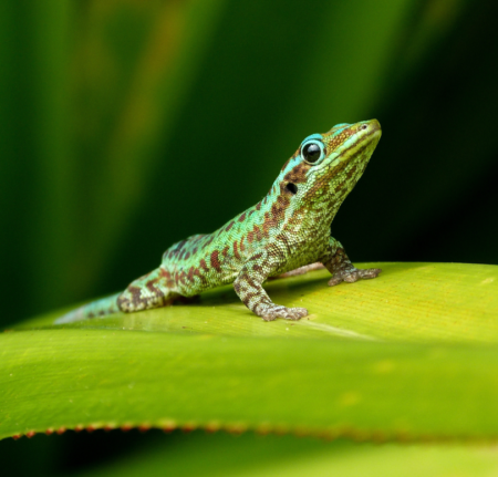 Gecko vert de la Réunion