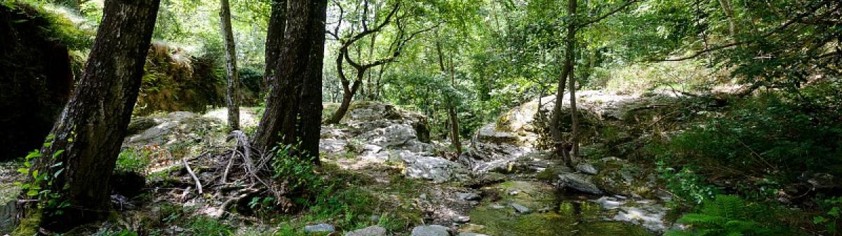 Sous-bois dans le parc national des Cévennes - Crédit : Arnaud Bouissou / Terra