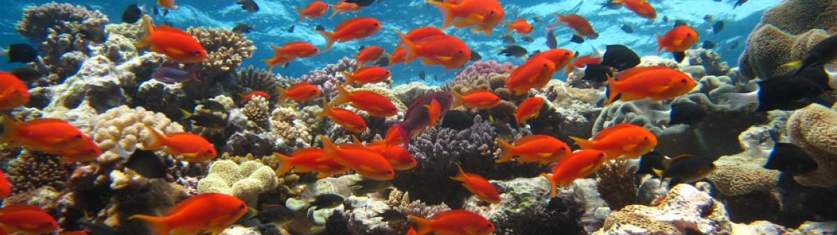 Récifs coralliens en Nouvelle-Calédonie - Crédit : Martin Ravanat / Tieti diving