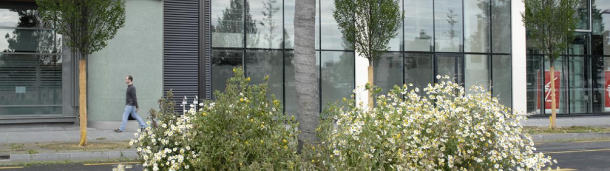 Végétation spontanée au pied d'un arbre en ville - Crédit : Olivier Brosseau / Terra