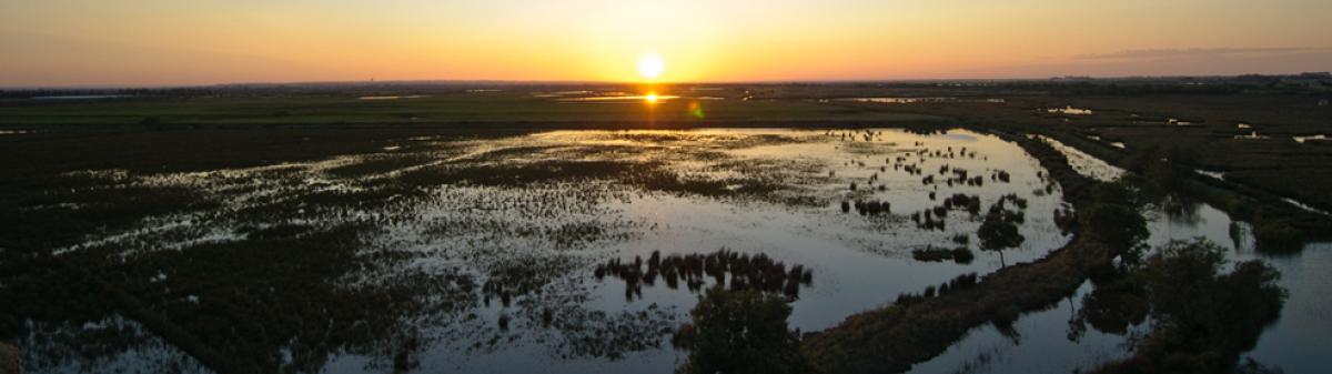 Lever de soleil sur la Camargue Gardoise - Crédit : Arnaud Bouissou / Terra
