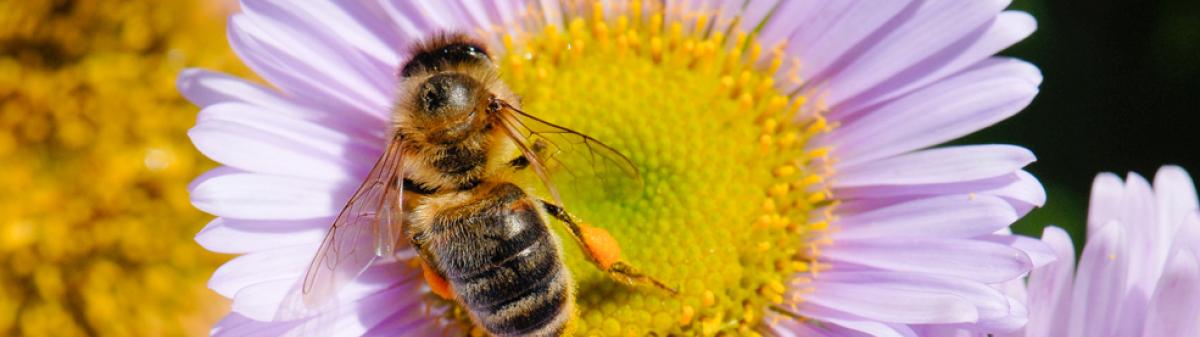 Abeille domestique (Apis mellifera) butinant une fleur - Crédit : Olivier Brosseau / Terra