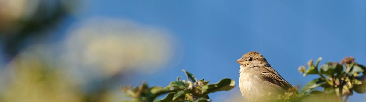 Moineau domestique posé sur un arbre en ville - Crédit : Arnaud Bouissou / Terra