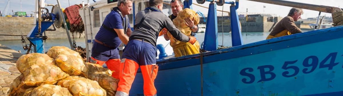 Débarquement de coquilles Saint-Jacques à Saint-Malo - Crédit : Arnaud Bouissou / Terra