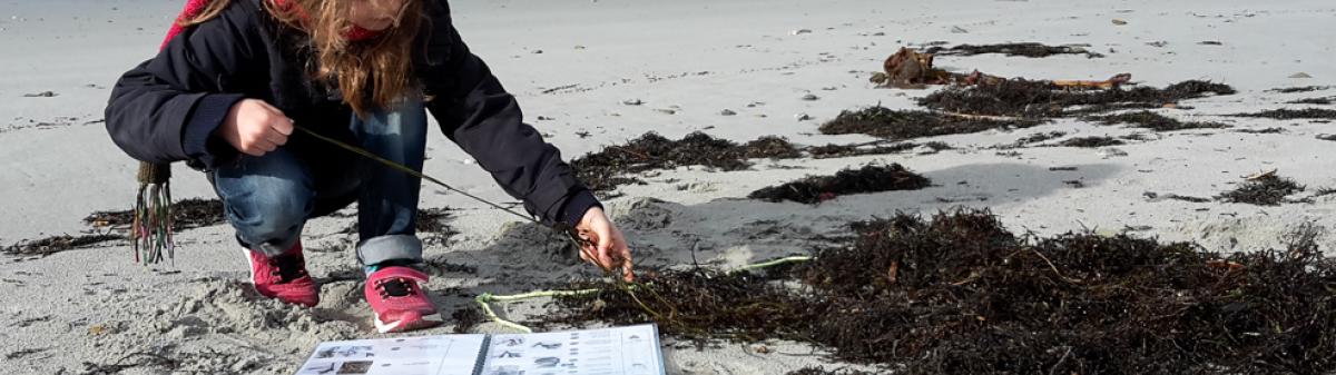 Plages vivantes : identification des algues de la laisse de mer dans la zone d’observation