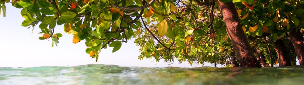 Palétuviers dans une mangrove
