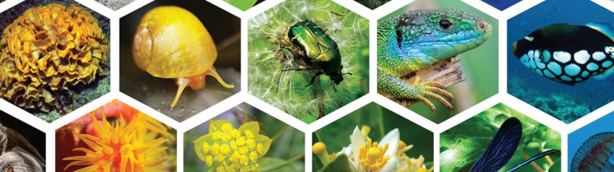 Couverture de La biodiversité en France. 100 chiffres expliqués sur les espèces