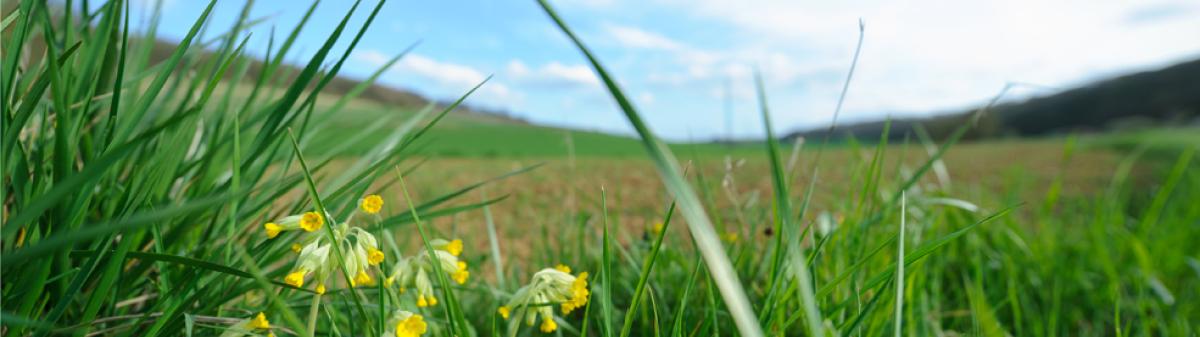Primevère officinale (Primula veris) en bordure d'un champ