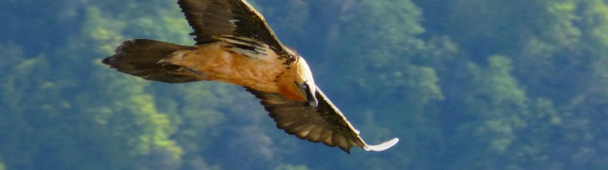 Gypaète barbu (Gypaetus barbatus) dans l'Ariège