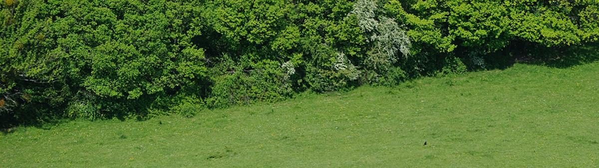 Vaches dans un champ bordé d'une haie