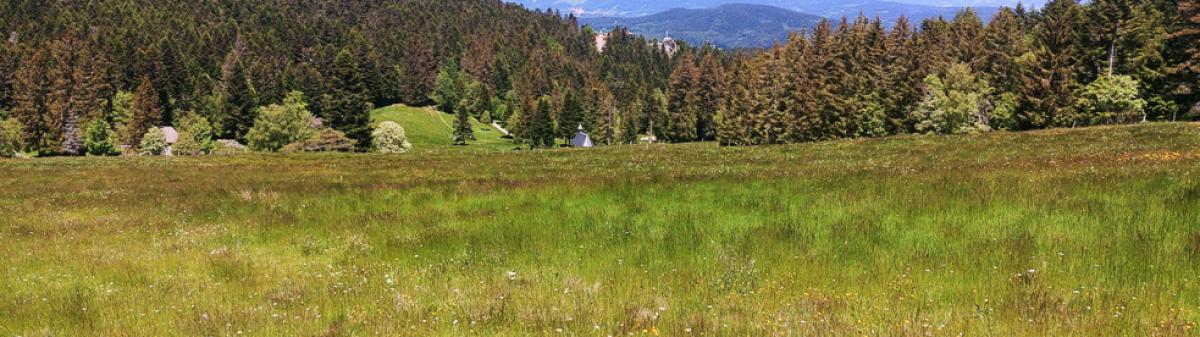 Prairie tourbeuse, commune de Noirétable