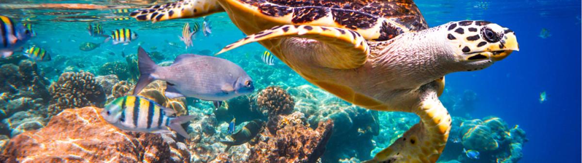 Tortue imbriquée (Eretmochelys imbricata) et récifs coralliens aux Maldives