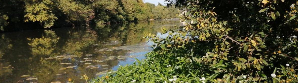 Gymnocoronis spilanthoides, Bidens frondosa et Nuphar lutea sur la rivière Sarthe
