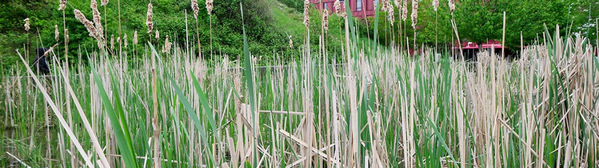 Bassins filtrants du parc du Chemin-de-l'Ile à Nanterre