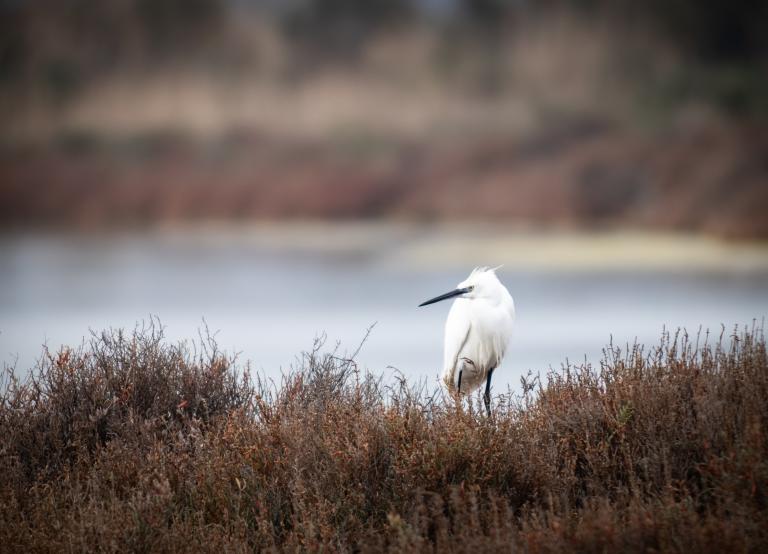 Illustration - Aigrette garzette
