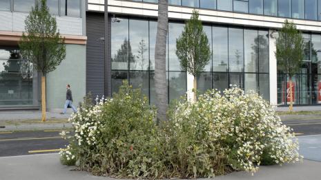 Végétation spontanée au pied d'un arbre en ville - Crédit : Olivier Brosseau / Terra