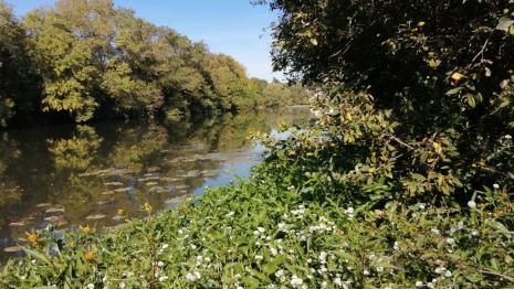 Gymnocoronis spilanthoides, Bidens frondosa et Nuphar lutea sur la rivière Sarthe