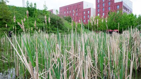 Bassins filtrants du parc du Chemin-de-l'Ile à Nanterre