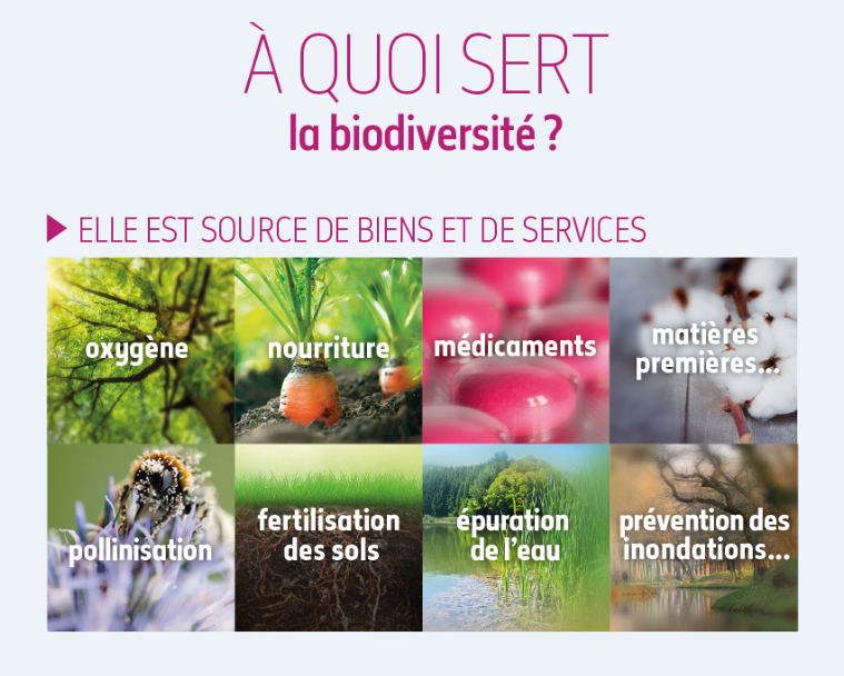 La biodiversité est source de biens et services : oxygène, nourriture, médicaments, matières premières, pollinisation, fertilisation des sols, épuration de l'eau, prévention des inondations... 