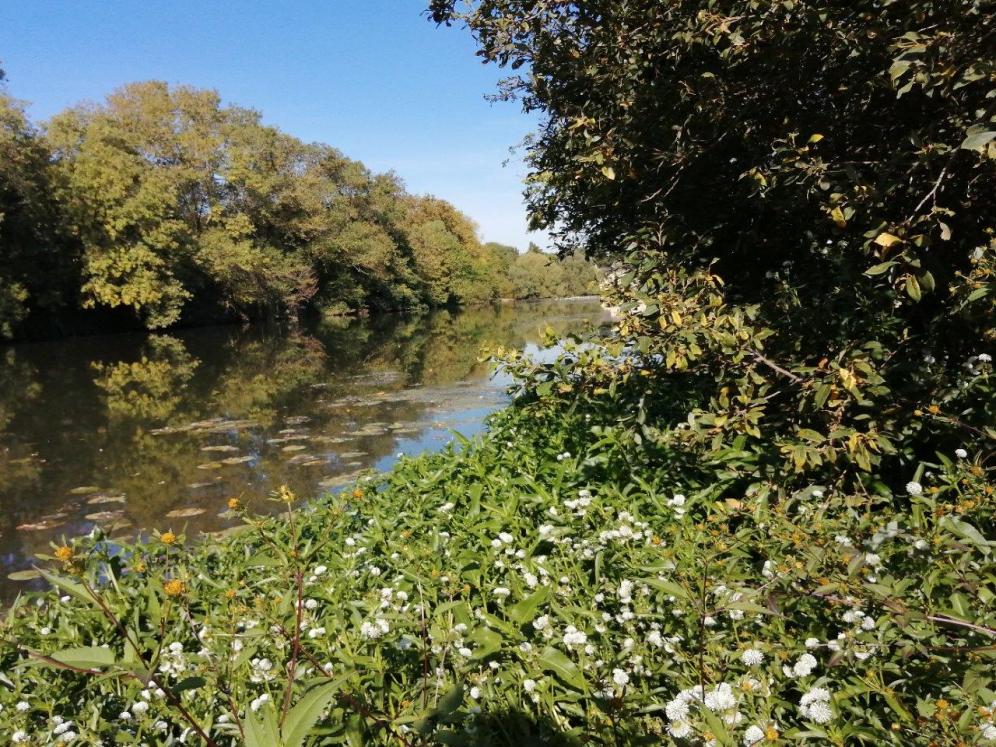 Gymnocoronis spilanthoides, Bidens frondosa et Nuphar lutea sur la rivière Sarthe